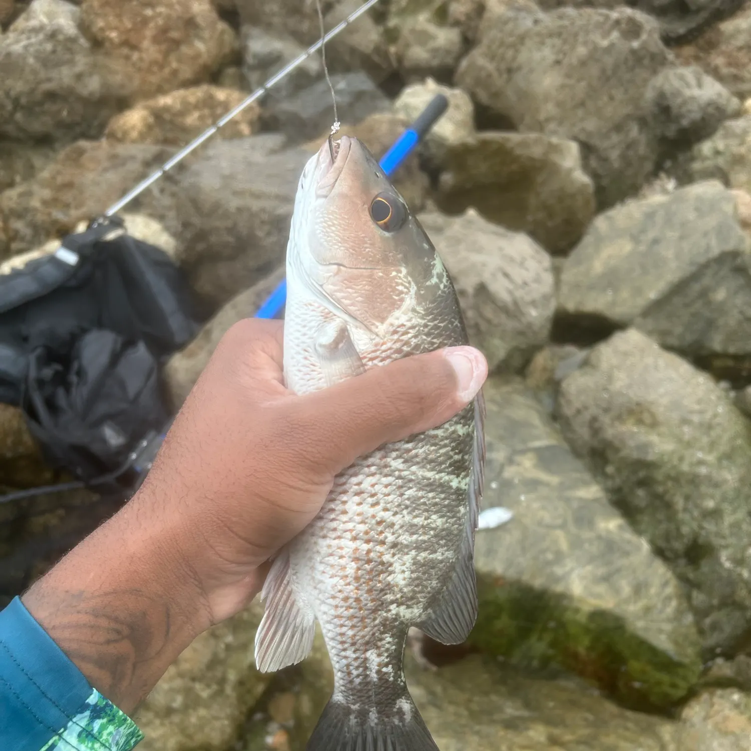 Mangrove snapper caught on Fishbrain
