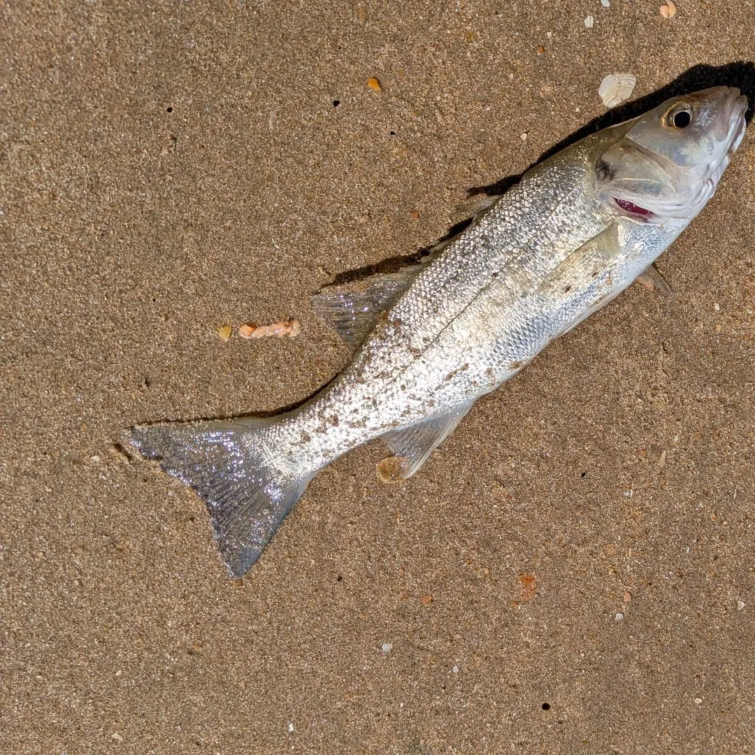 Common snook caught on Fishbrain