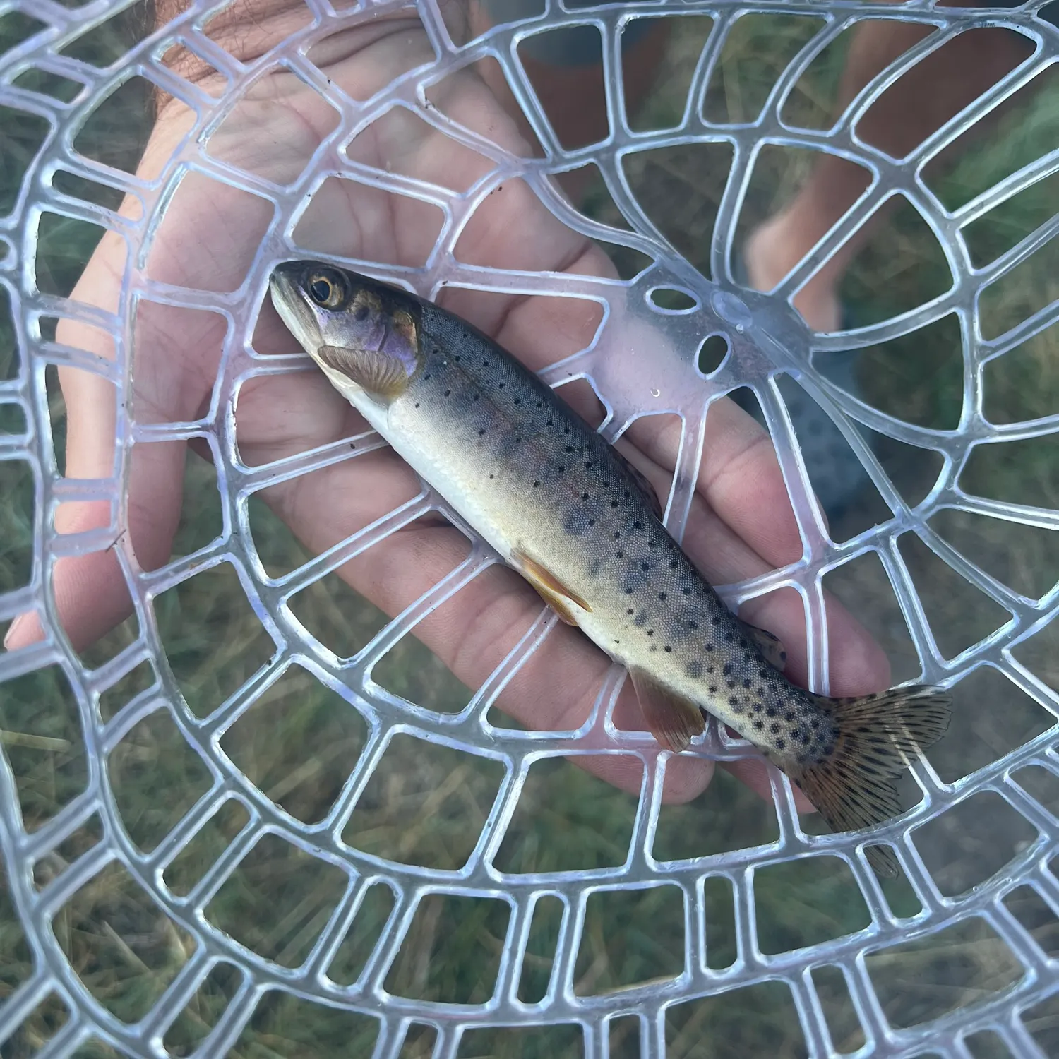 Yellowstone cutthroat trout caught on Fishbrain