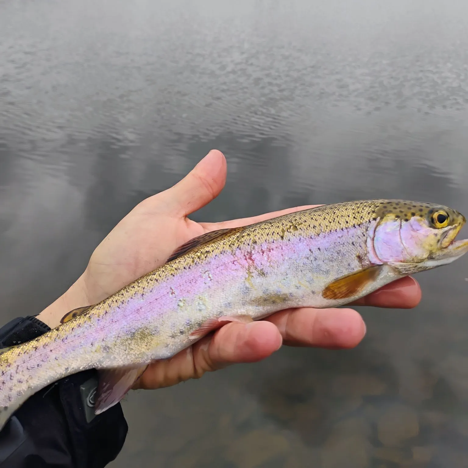 Rainbow trout caught on Fishbrain