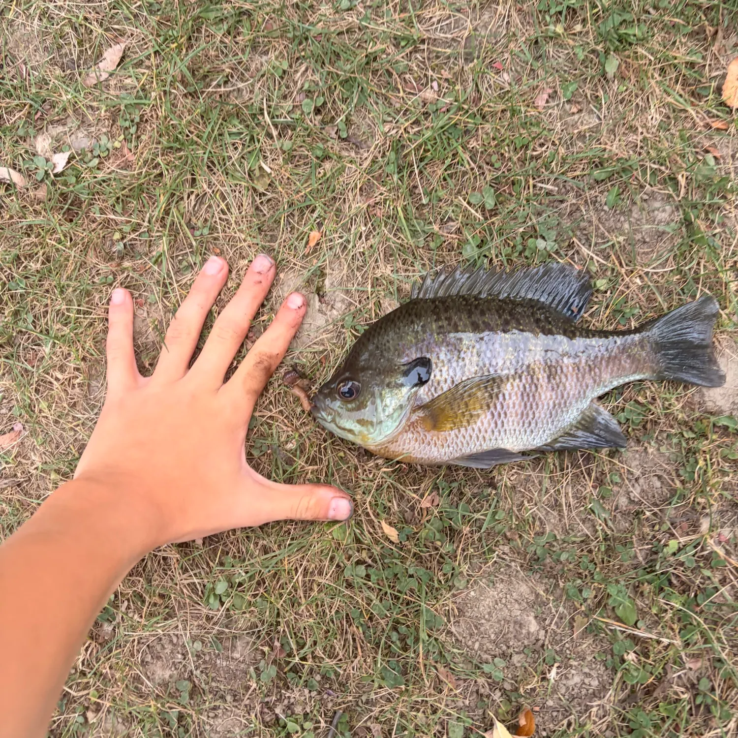 Bluegill caught on Fishbrain
