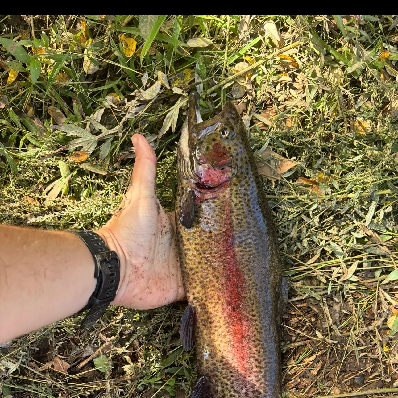 Rainbow trout caught on Fishbrain