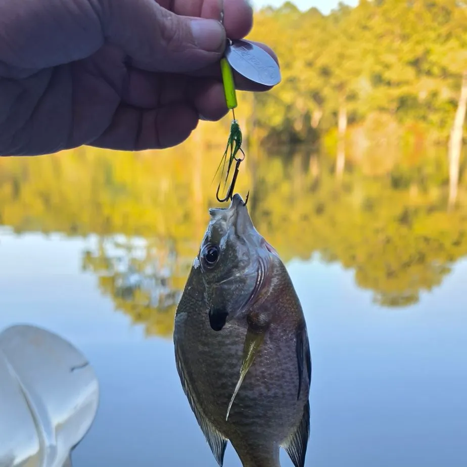 Bluegill caught on Fishbrain