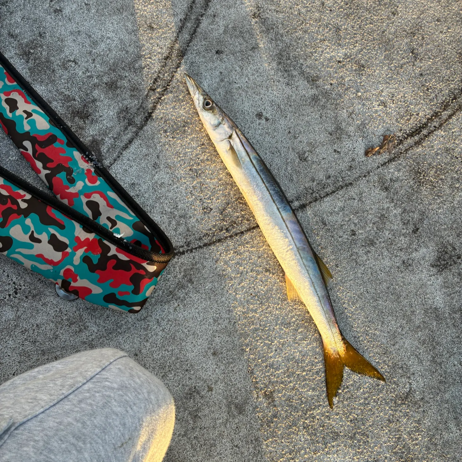 The most recent Pacific barracuda catches on Fishbrain