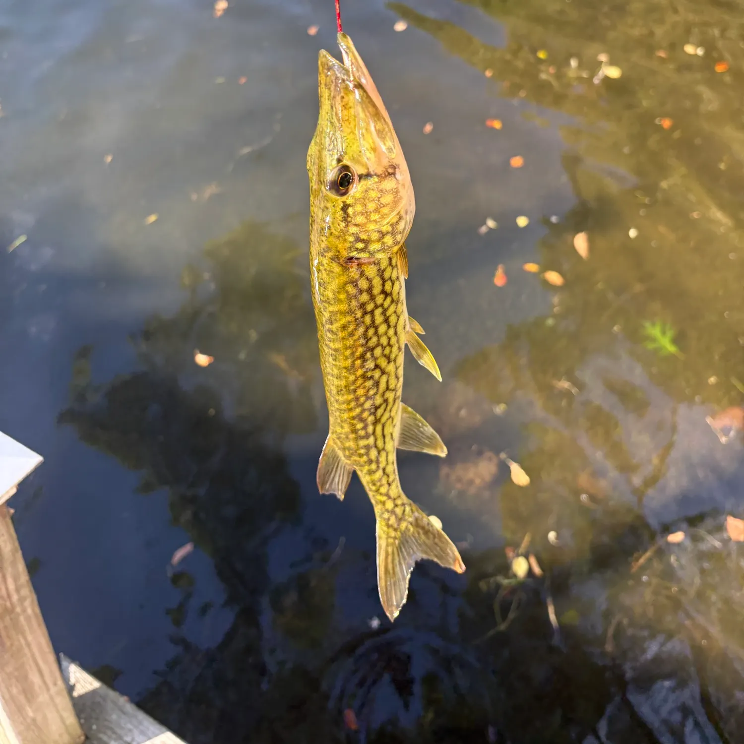 Chain pickerel caught on Fishbrain