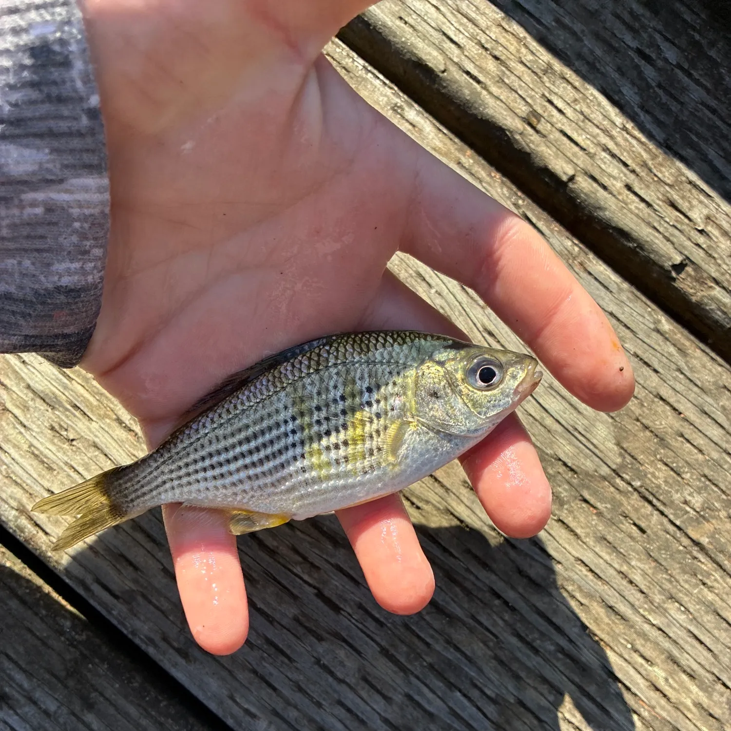 Fish caught on Fishbrain