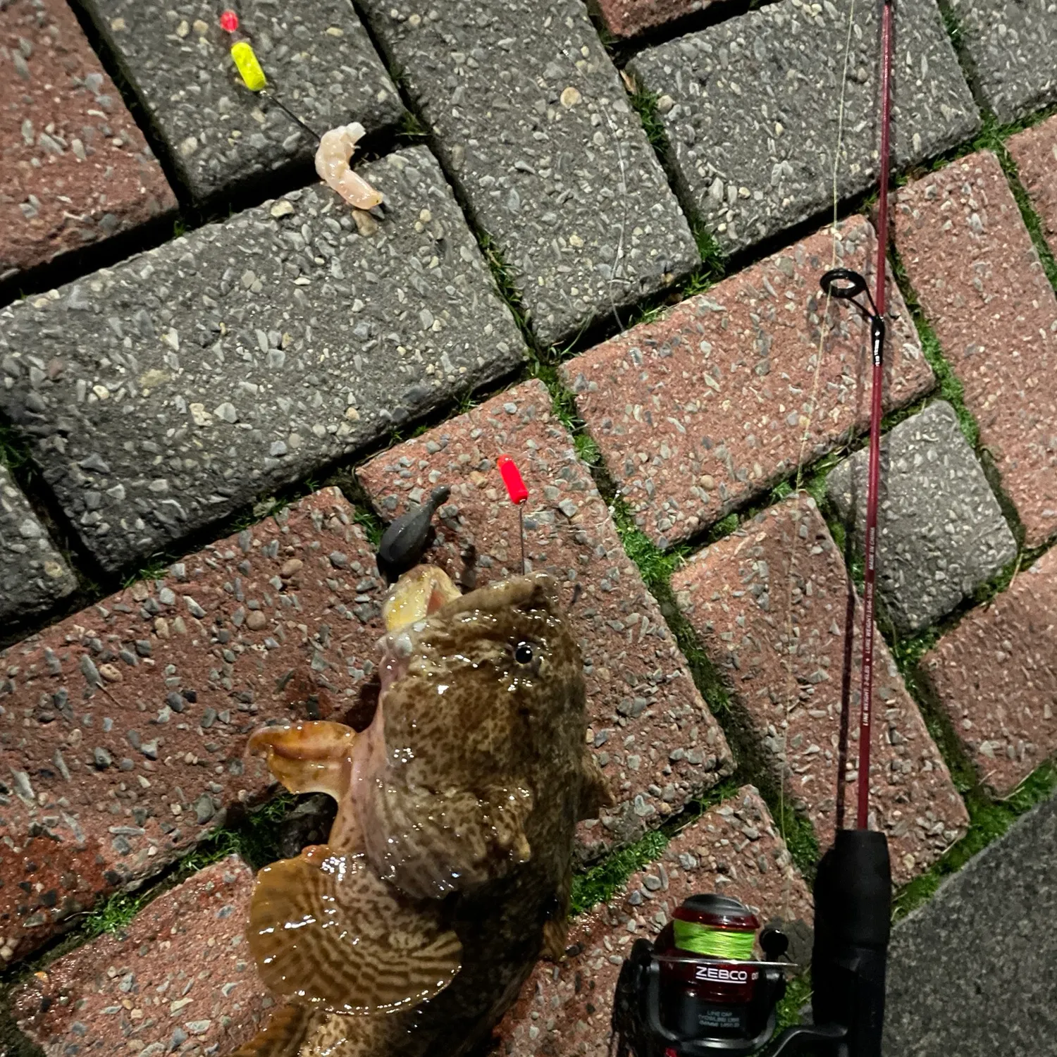 Oyster toadfish caught on Fishbrain
