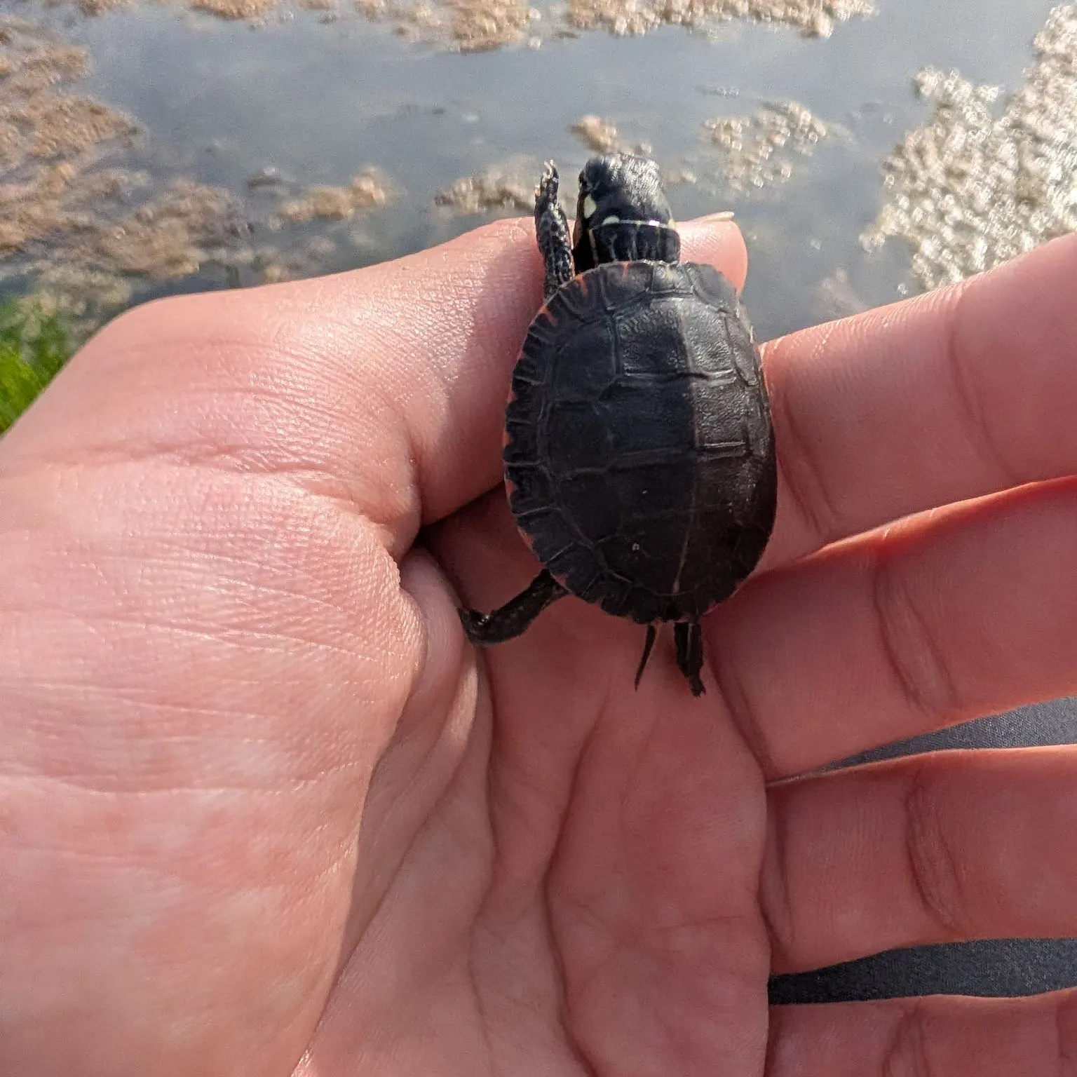 The most recent Painted turtle catches on Fishbrain