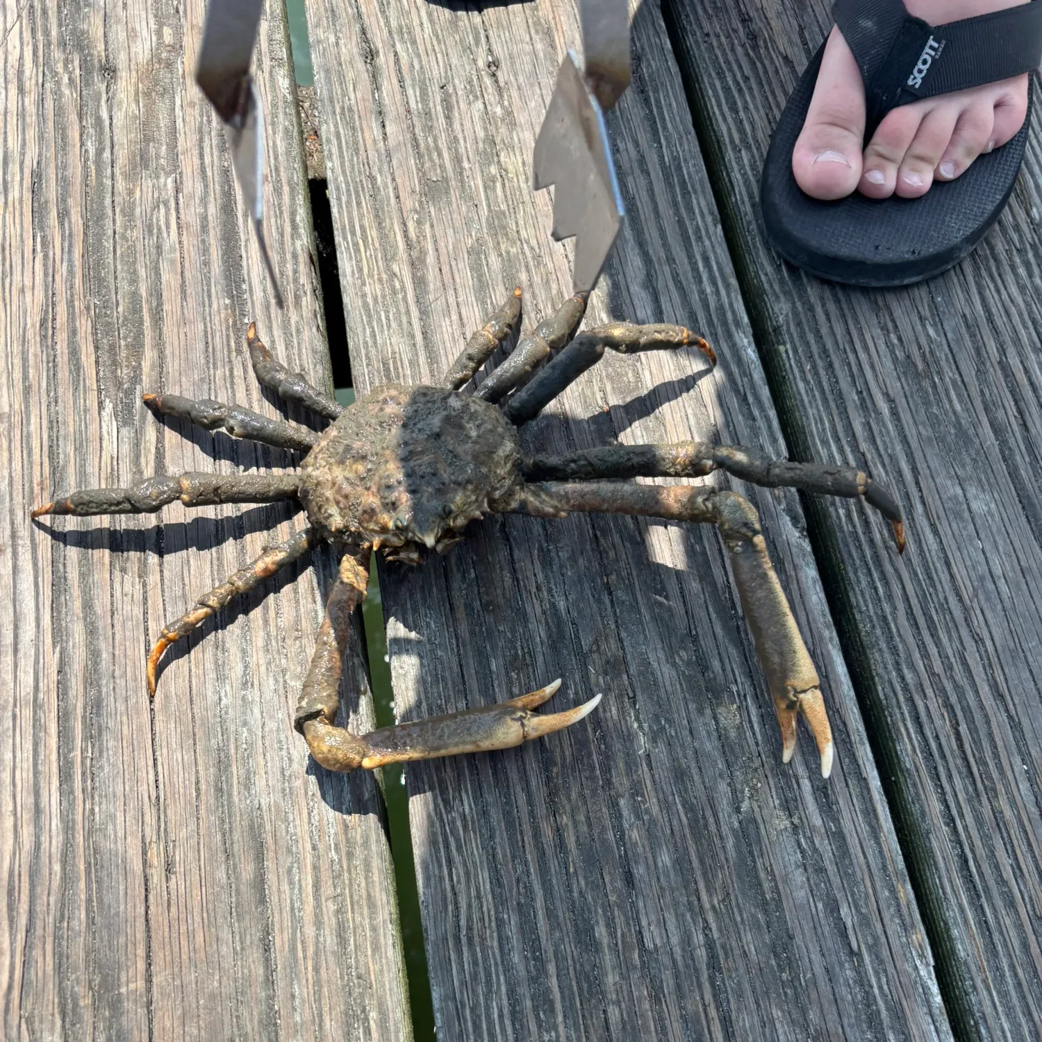 The most recent European spider crab catches on Fishbrain