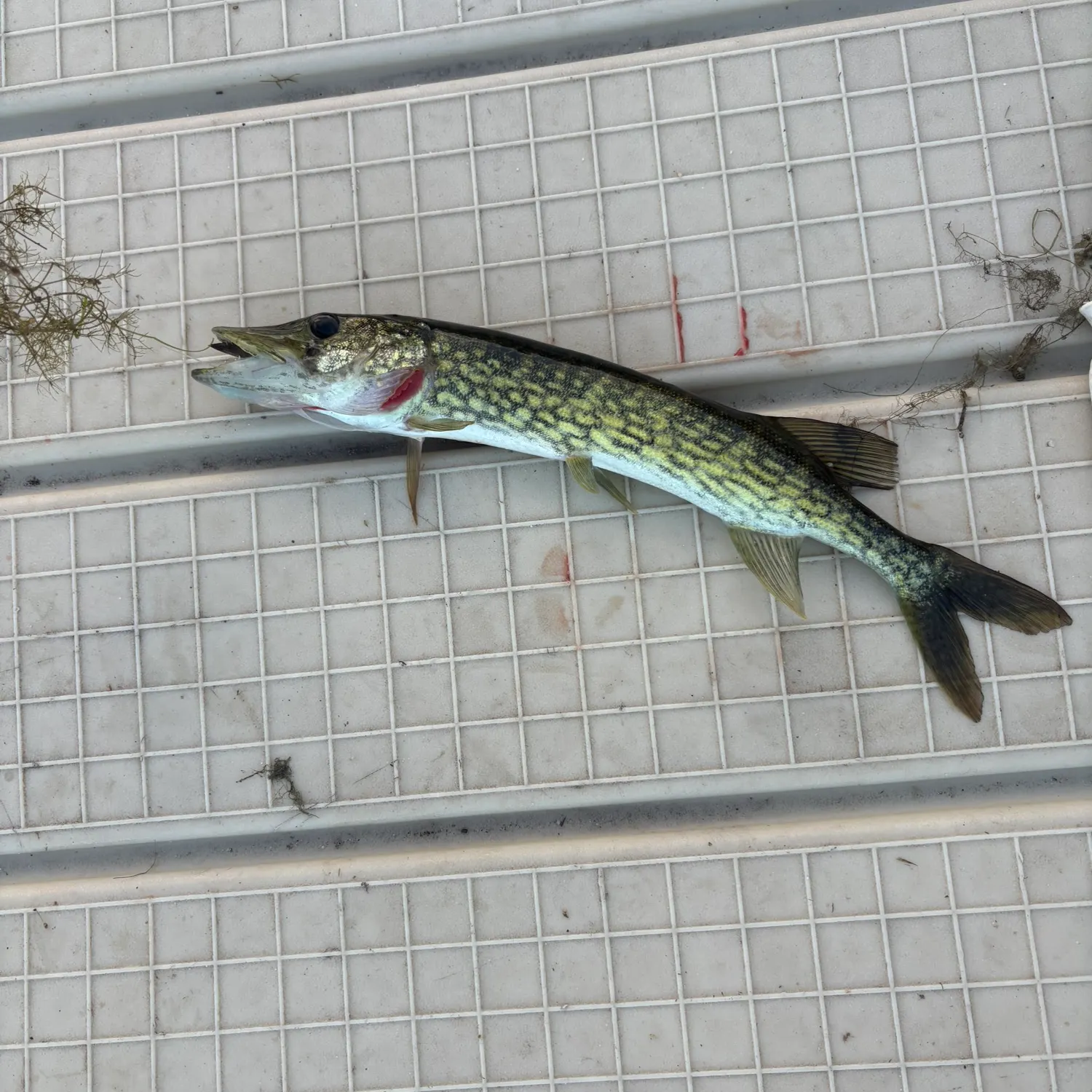 Chain pickerel caught on Fishbrain