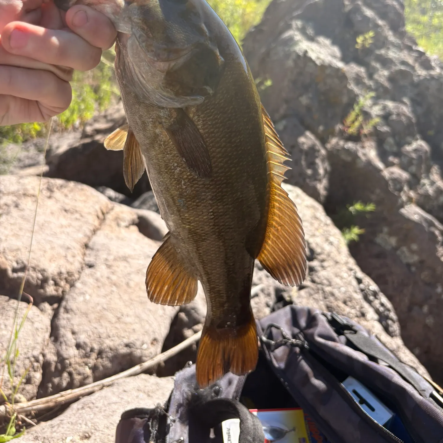 Smallmouth bass caught on Fishbrain