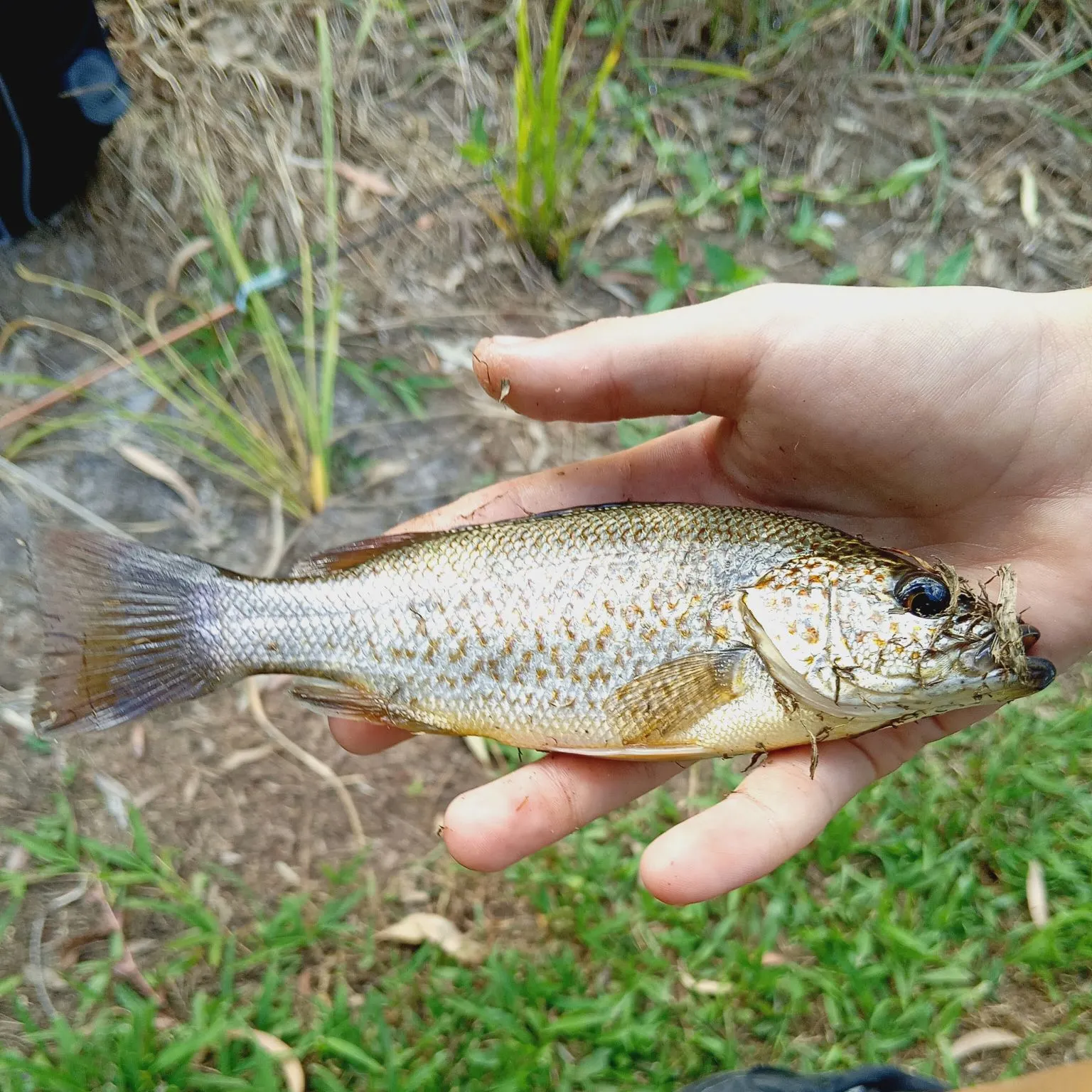 The most recent Spangled perch catches on Fishbrain