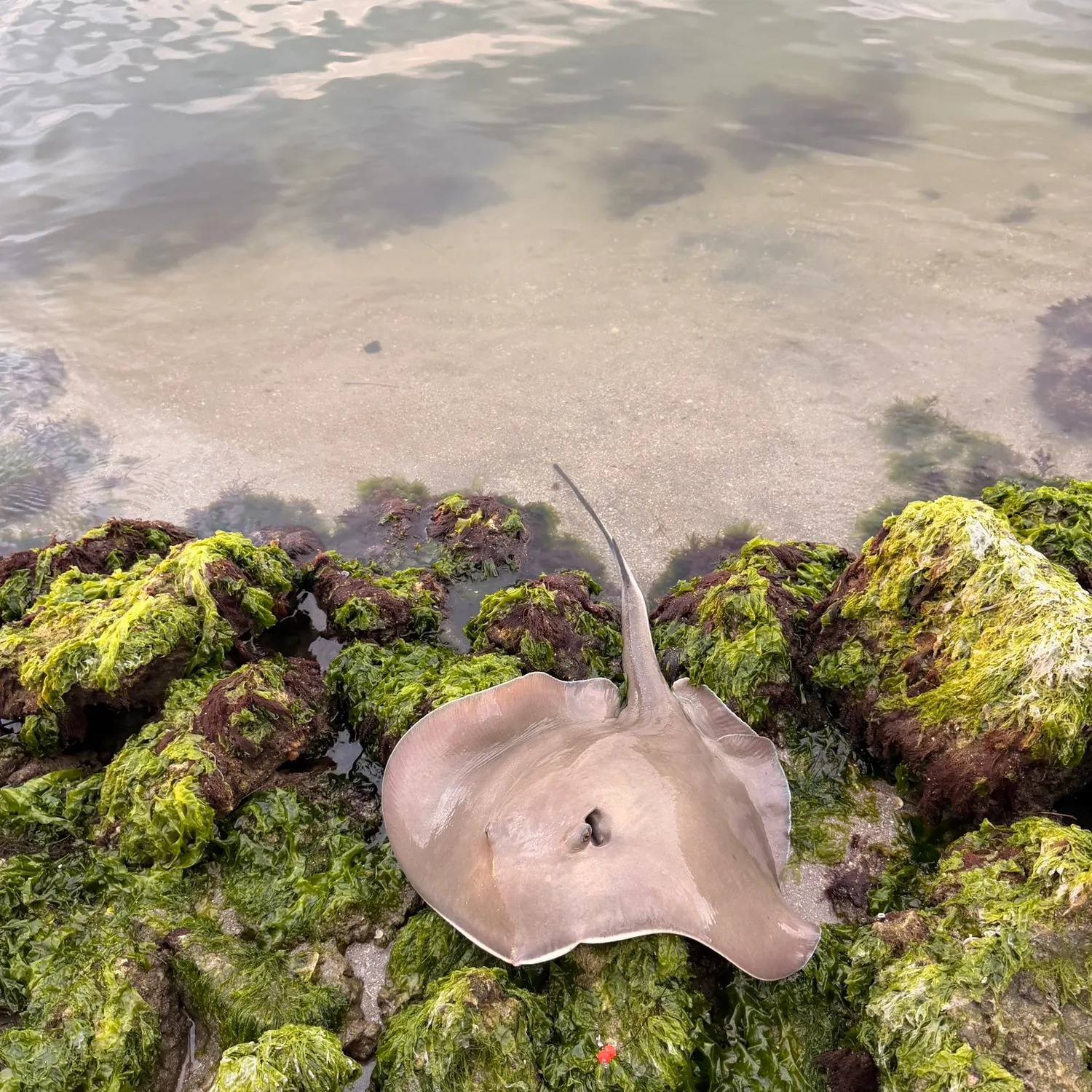The most recent Atlantic stingray catches on Fishbrain