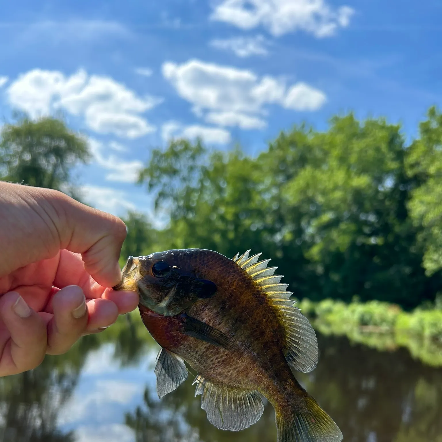 The most recent Bluegill catches on Fishbrain