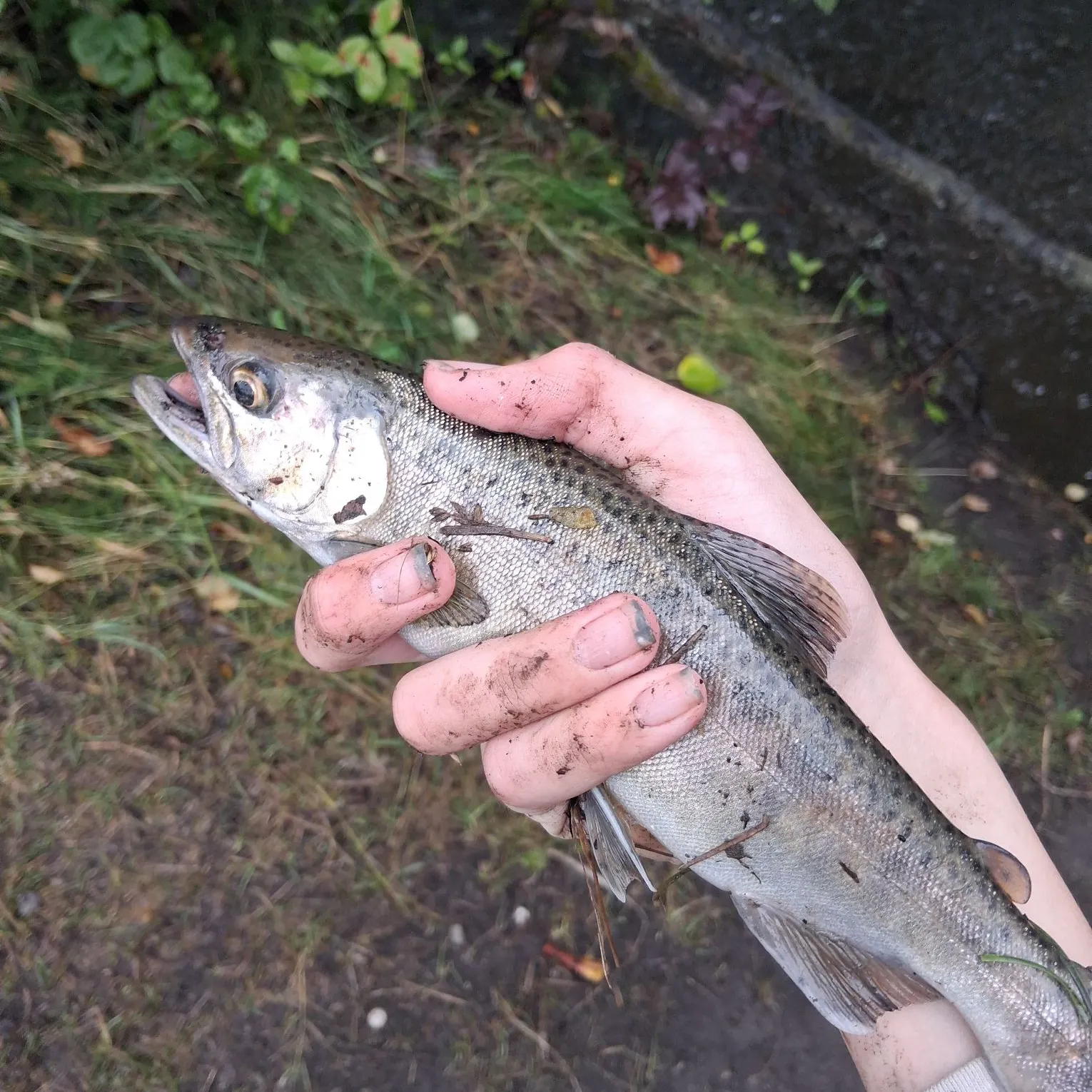 Chinook salmon caught on Fishbrain