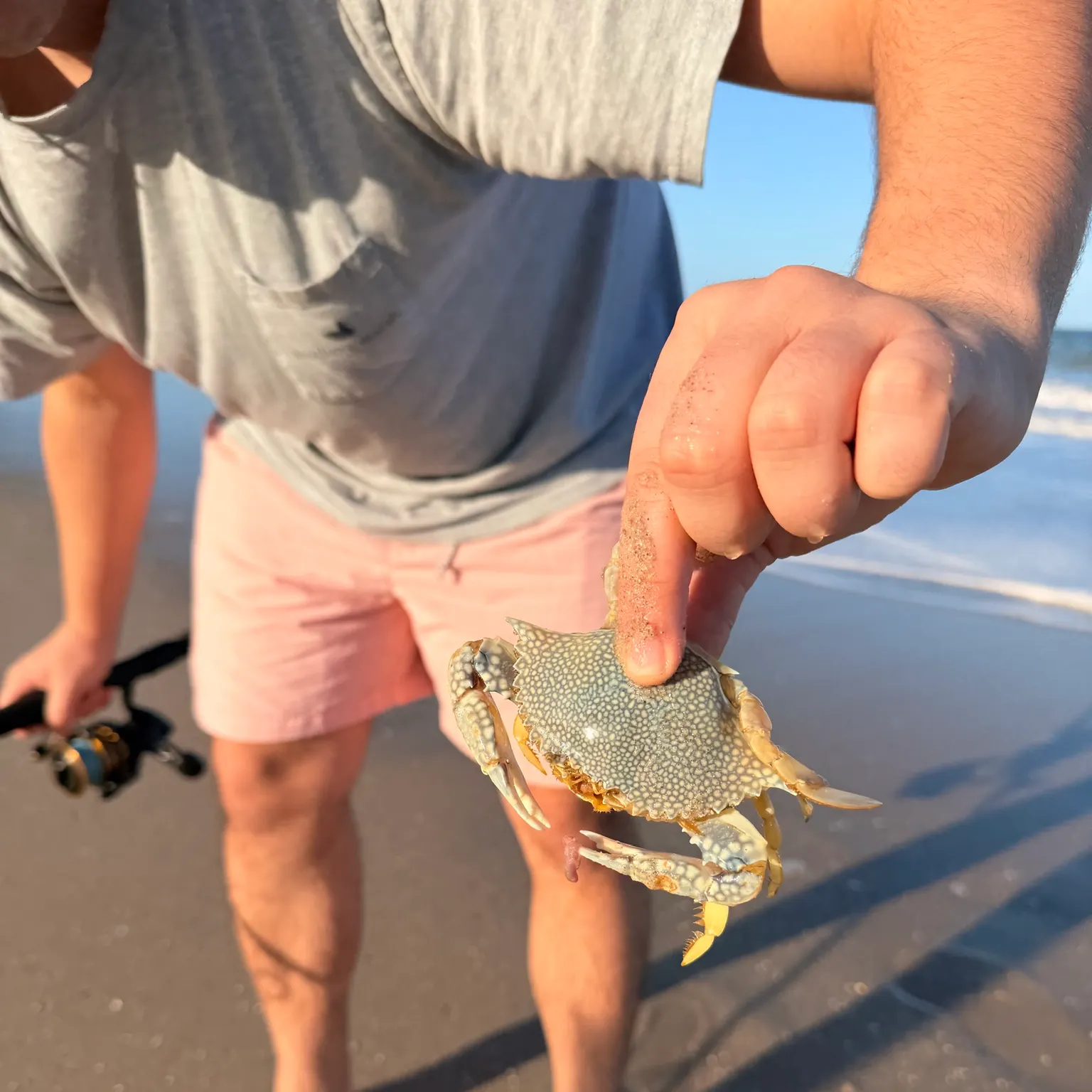 The most recent Blue swimmer crab catches on Fishbrain