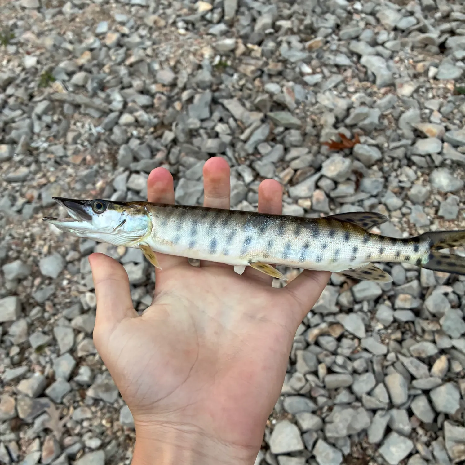 Muskie caught on Fishbrain