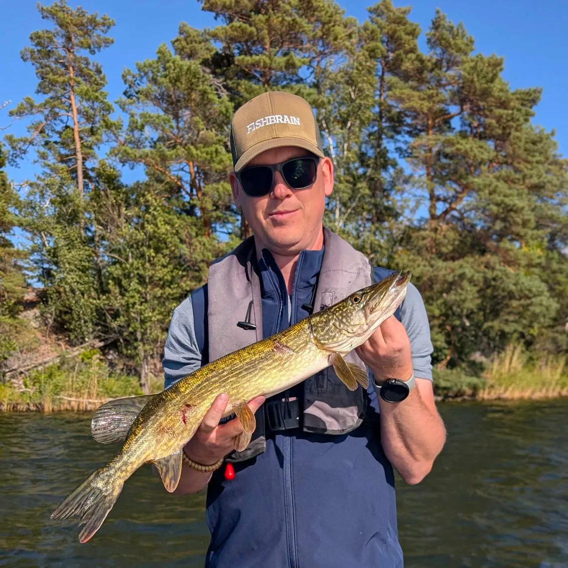 Northern pike caught on Fishbrain