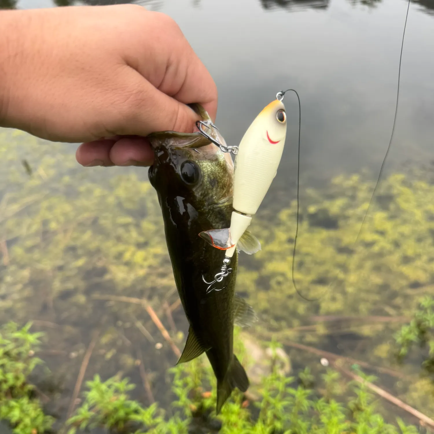 Largemouth bass caught on Fishbrain