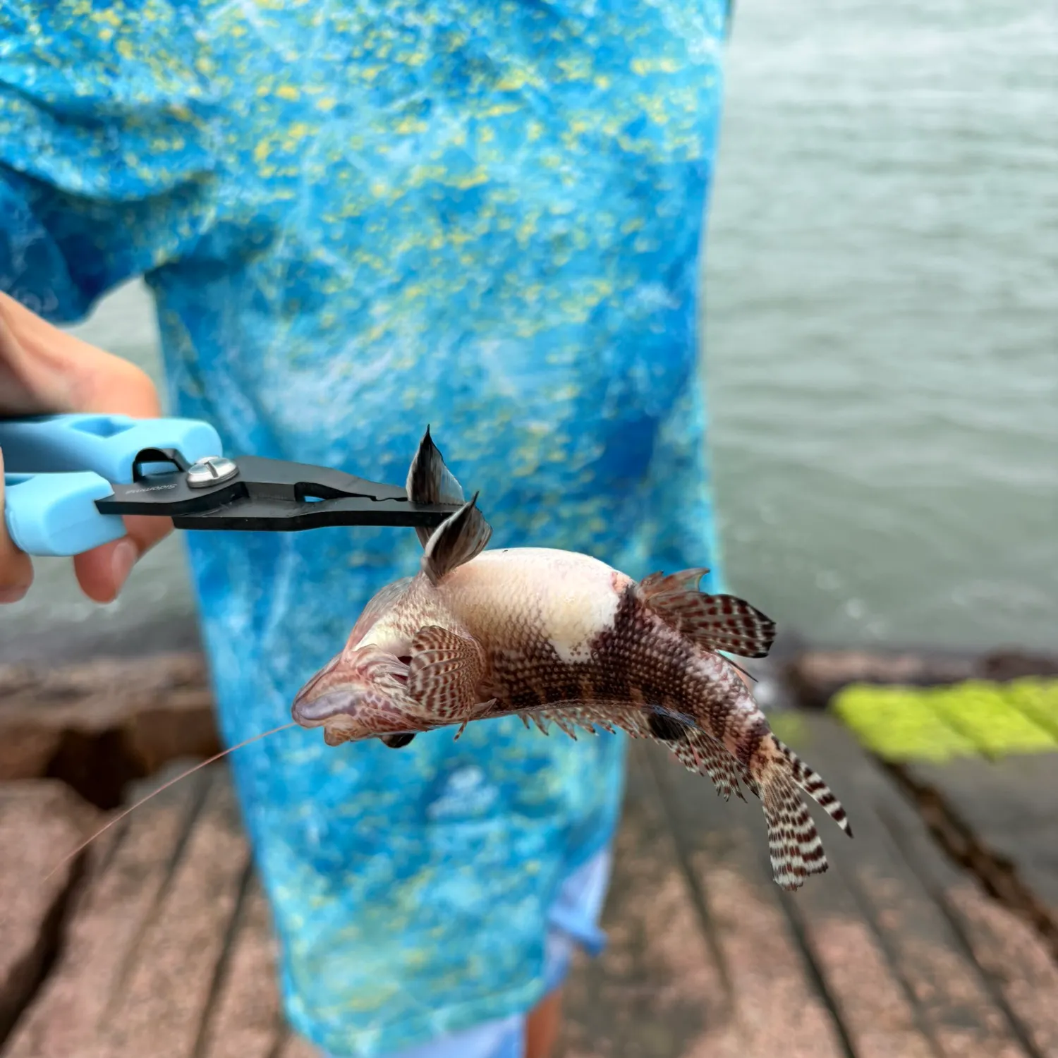 recently logged catches