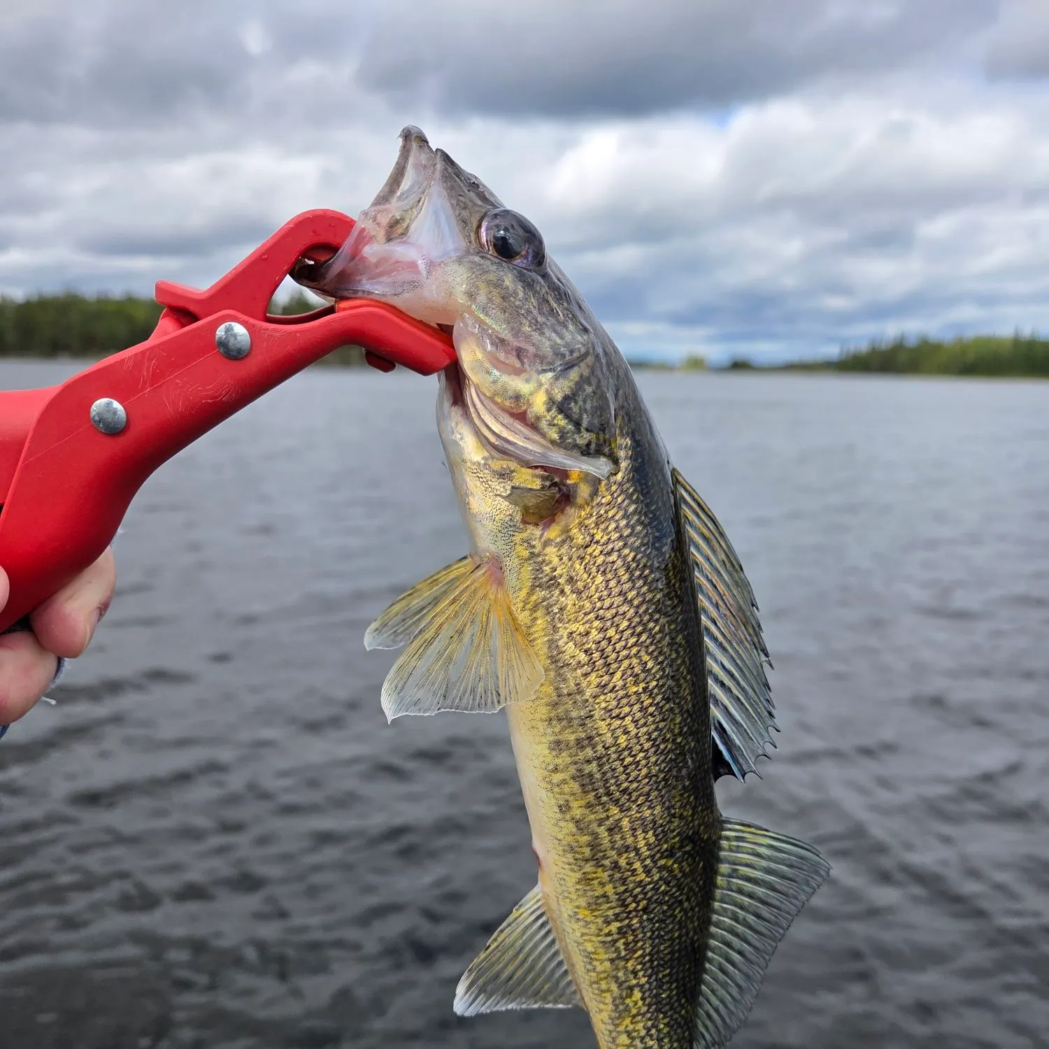 Walleye caught on Fishbrain