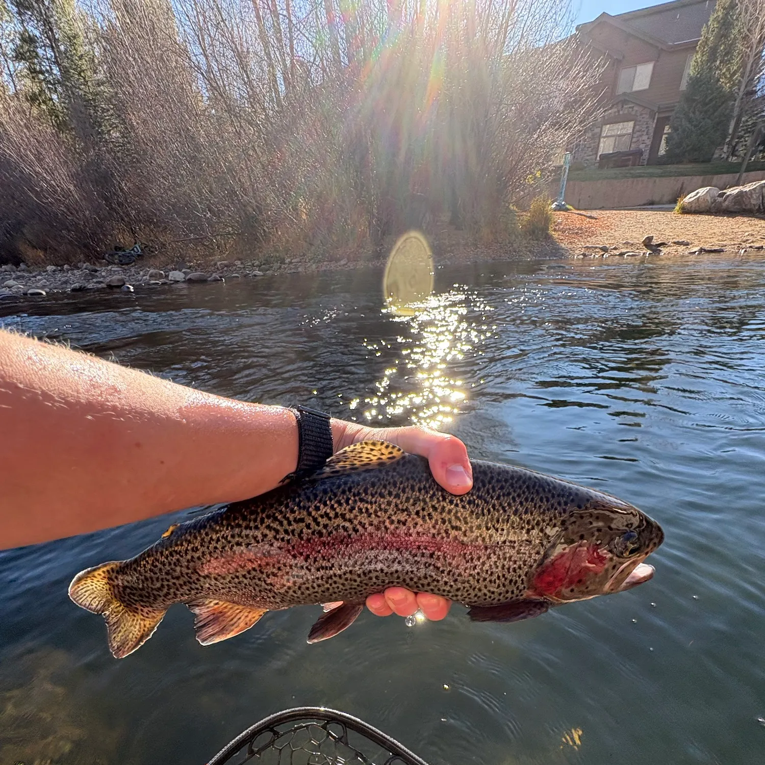 Rainbow trout caught on Fishbrain