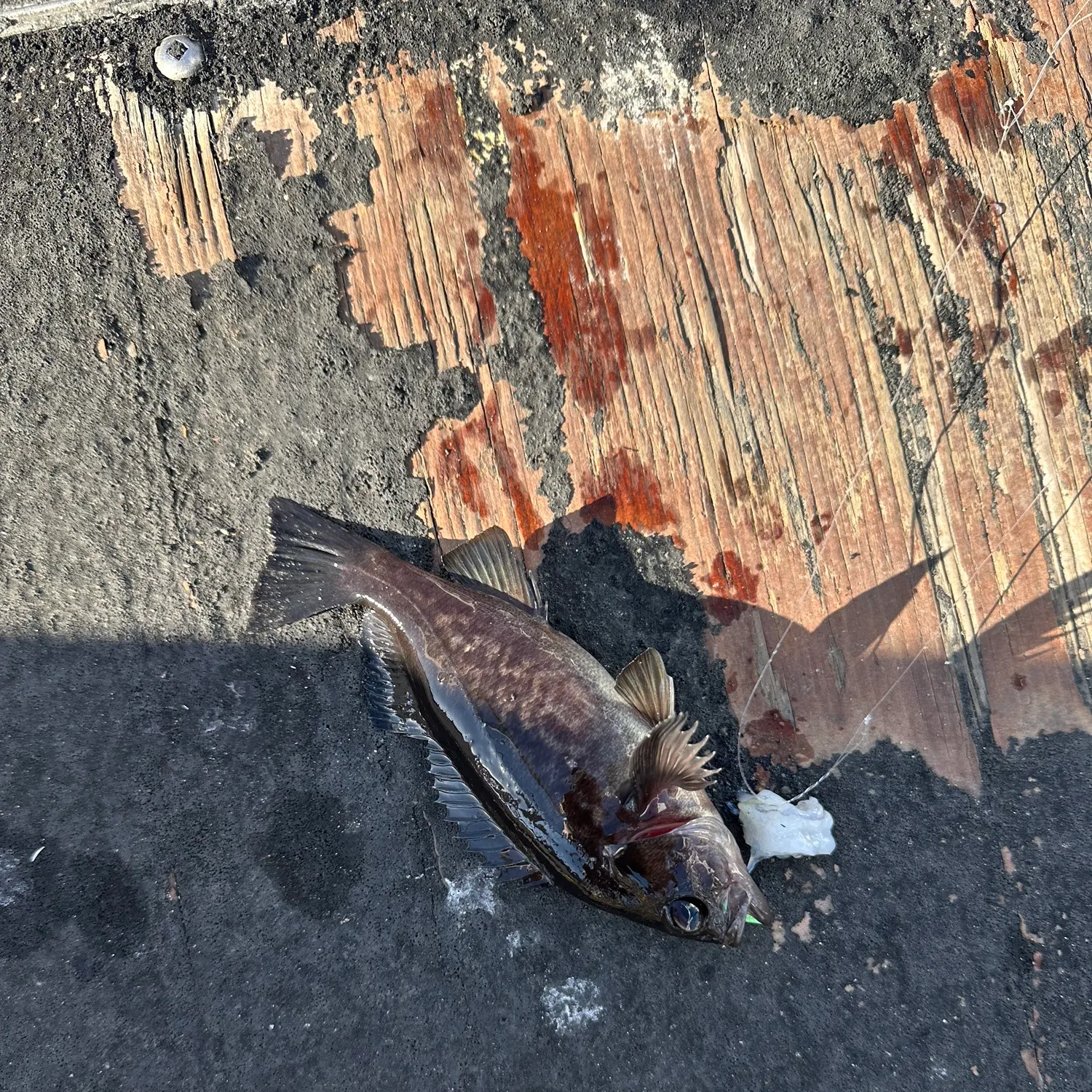 Black rockfish caught on Fishbrain