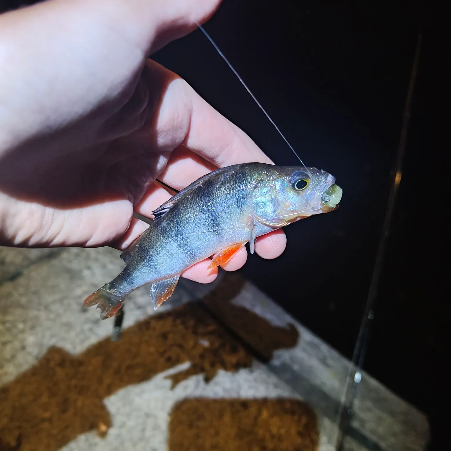 European perch caught on Fishbrain