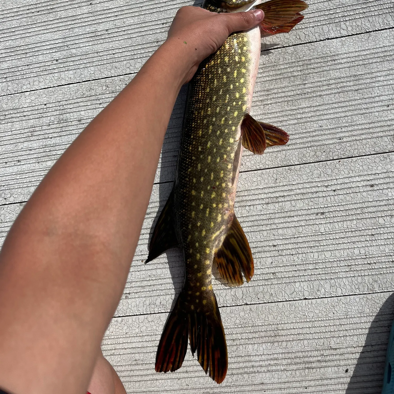 recently logged catches