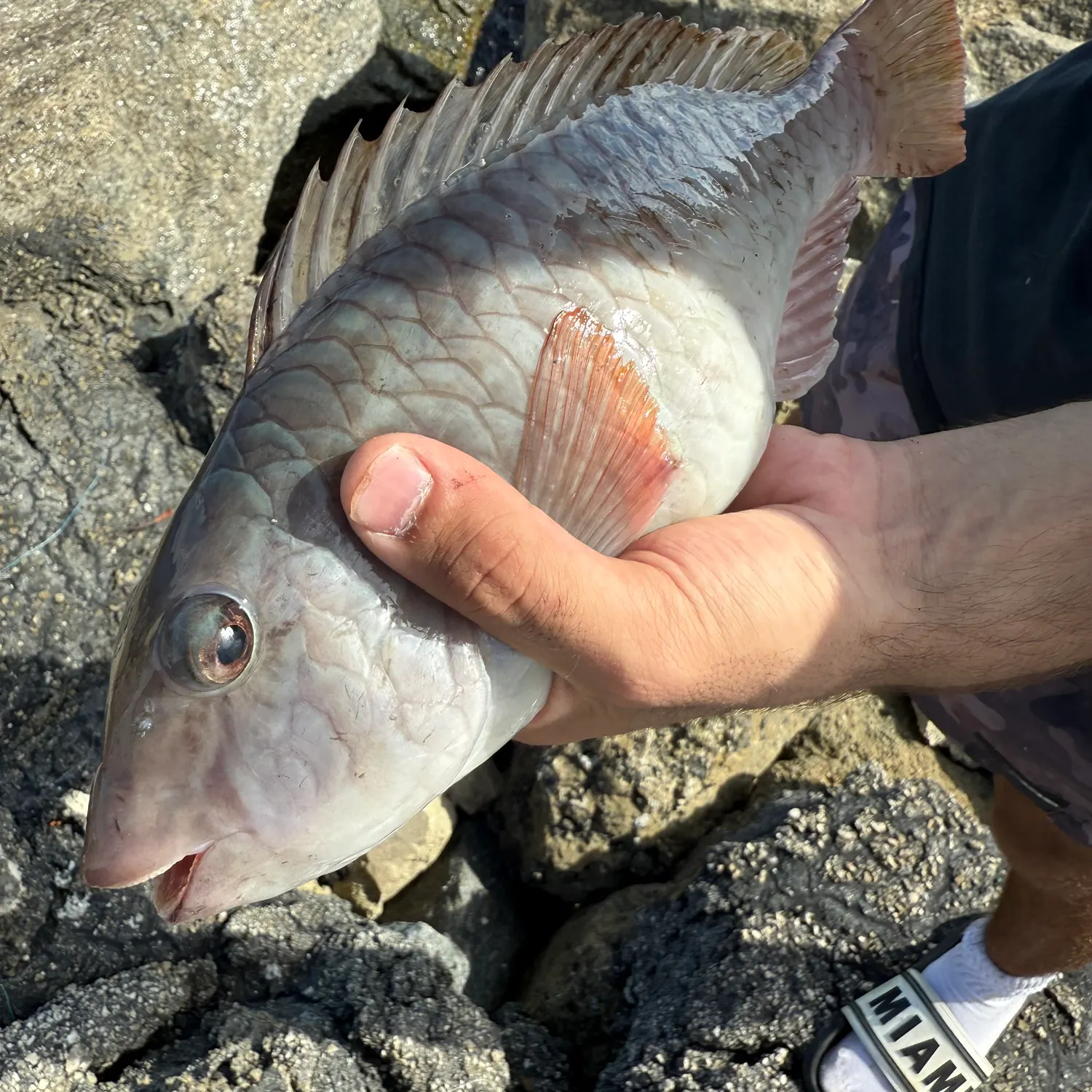 recently logged catches