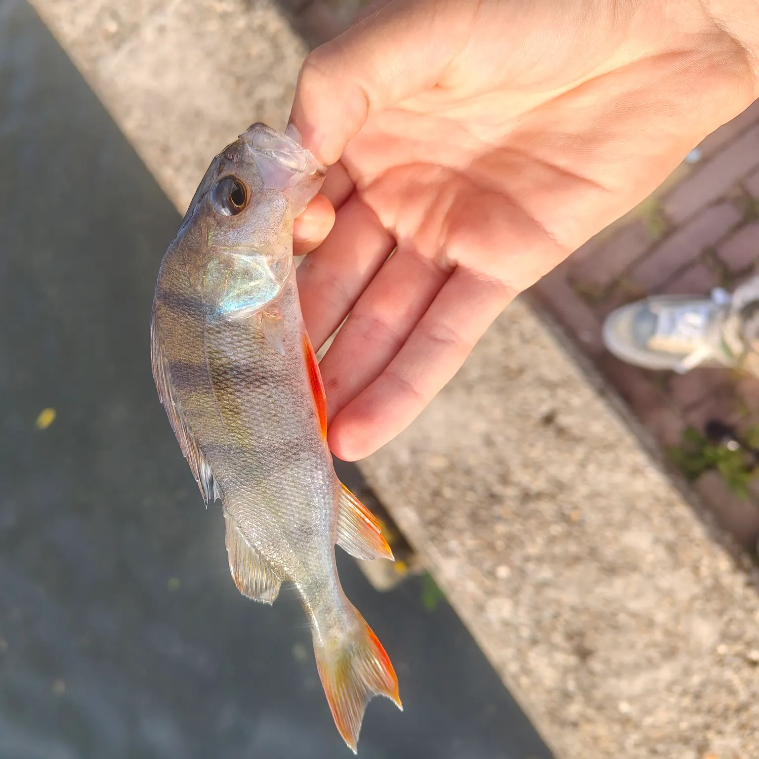 European perch caught on Fishbrain