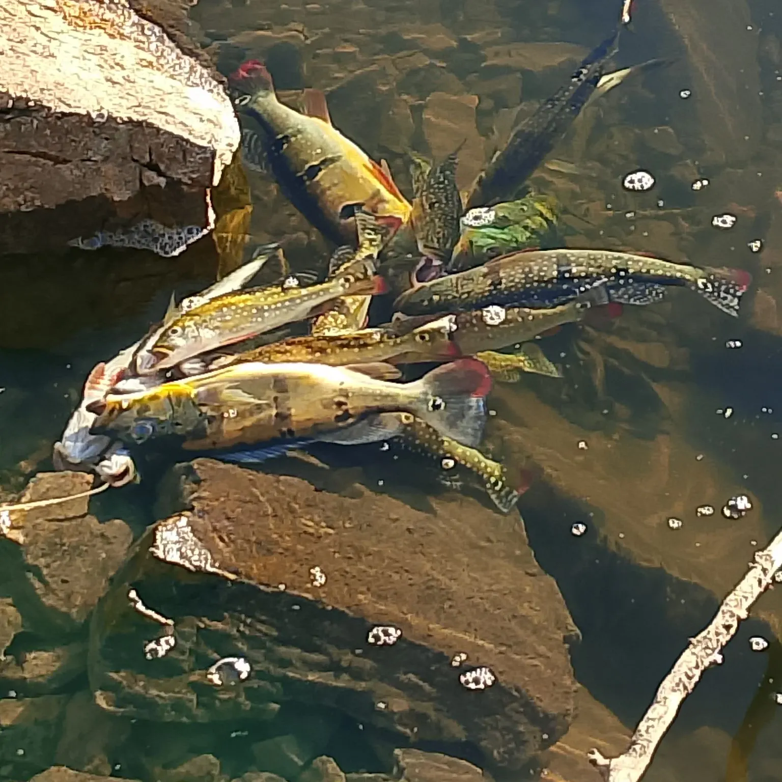 Fish caught on Fishbrain