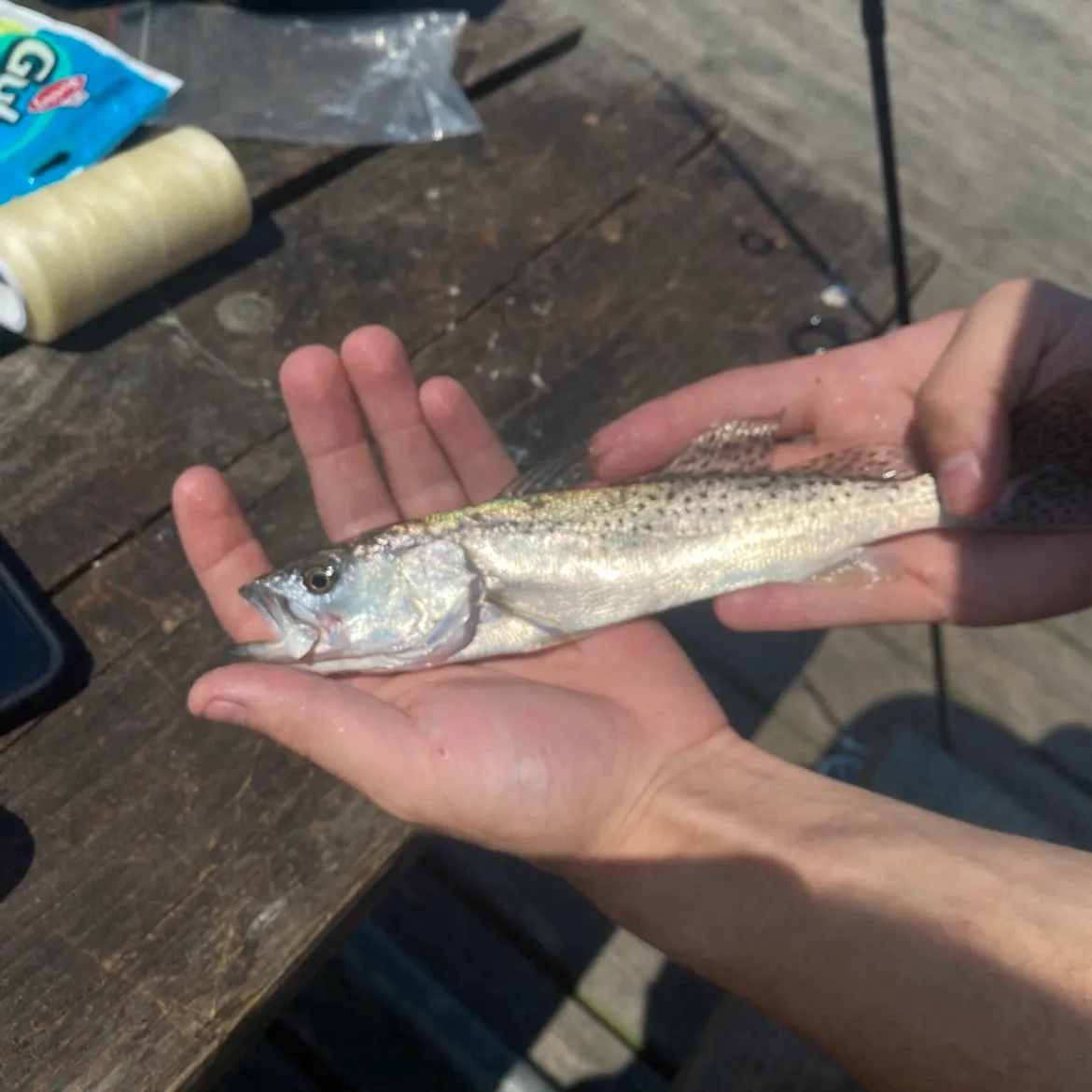 Spotted seatrout caught on Fishbrain