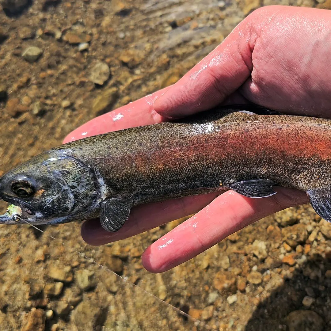 Kokanee salmon caught on Fishbrain