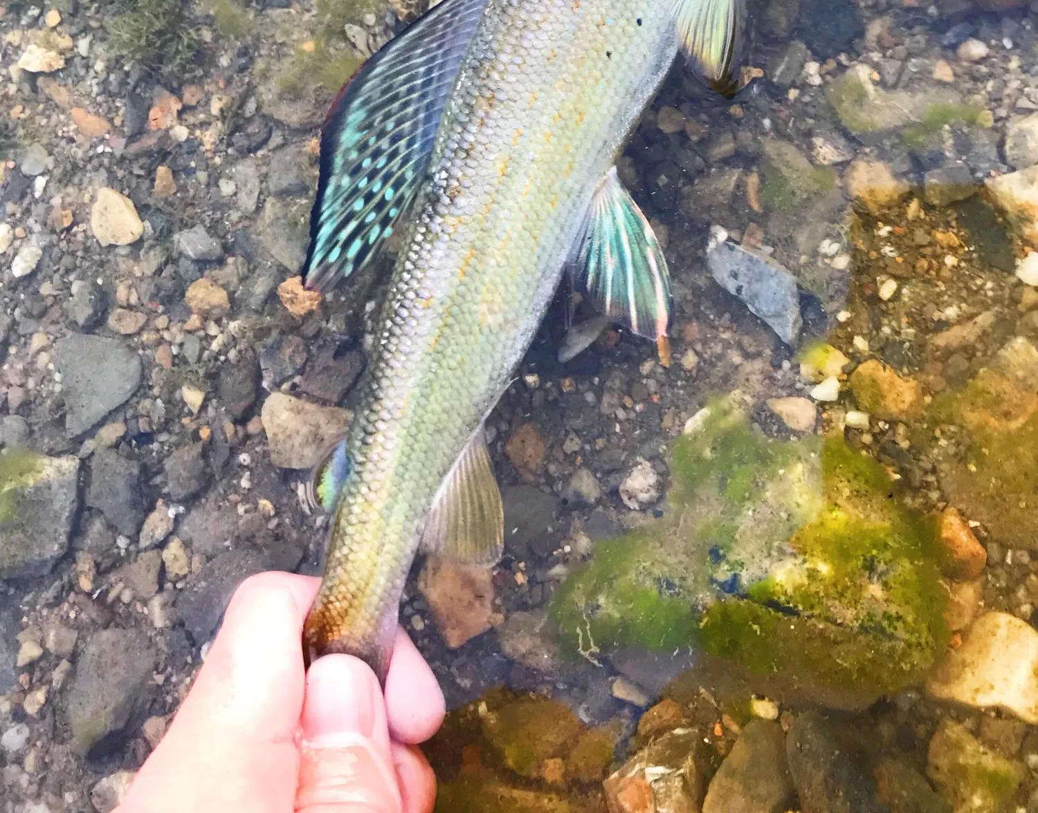 Arctic grayling