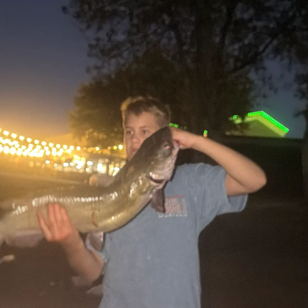 Channel catfish caught on Fishbrain