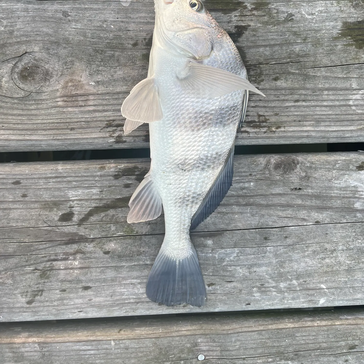 The most recent Black drum catches on Fishbrain