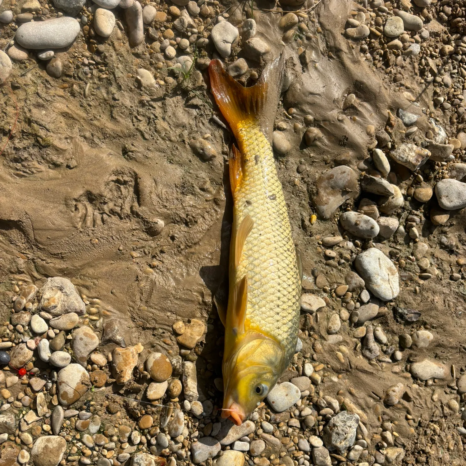 Common carp caught on Fishbrain