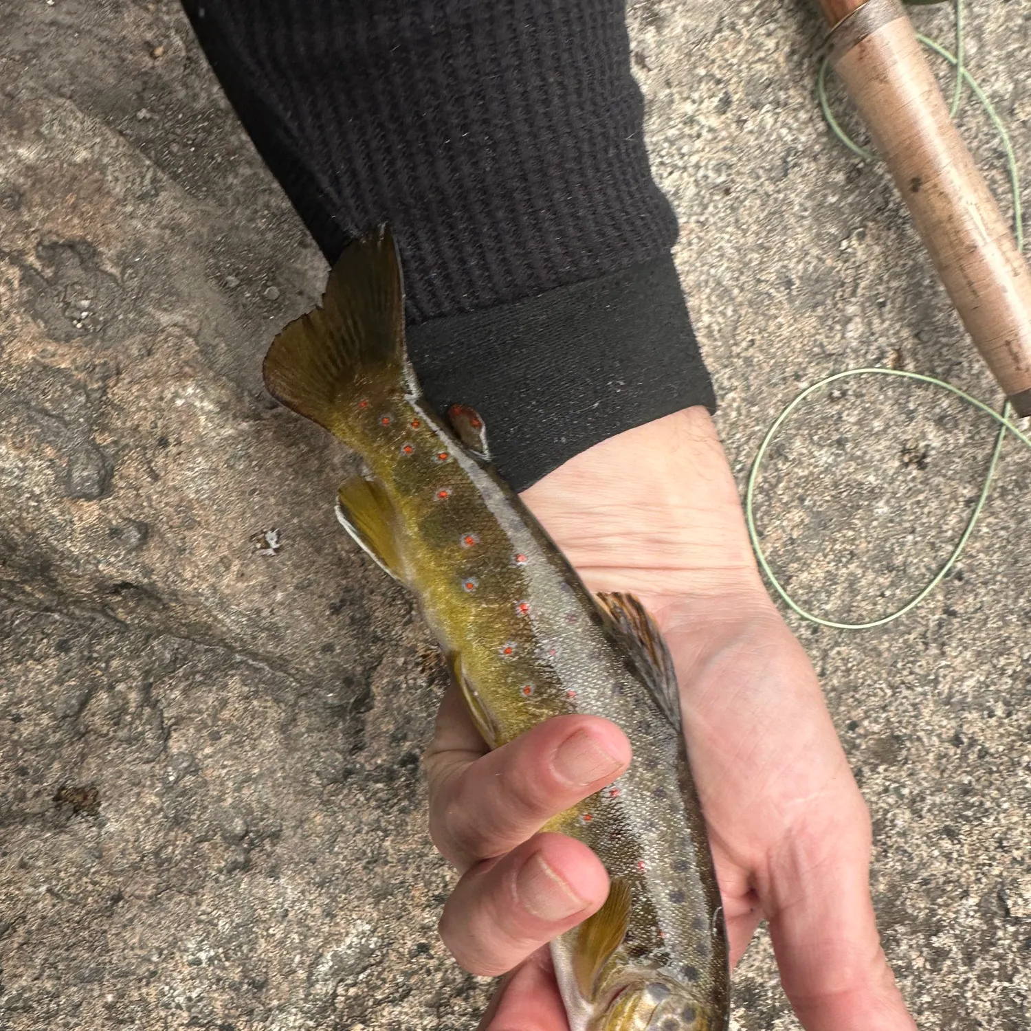 The most recent Brown trout catches on Fishbrain