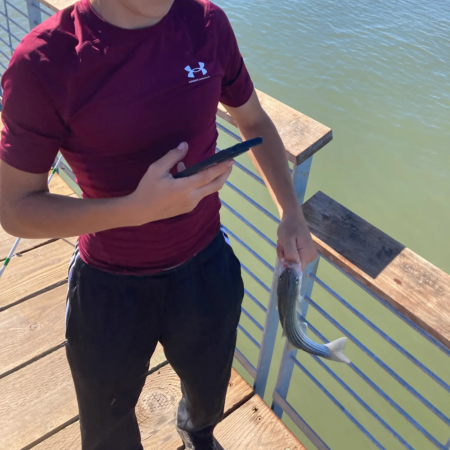 Striped bass caught on Fishbrain