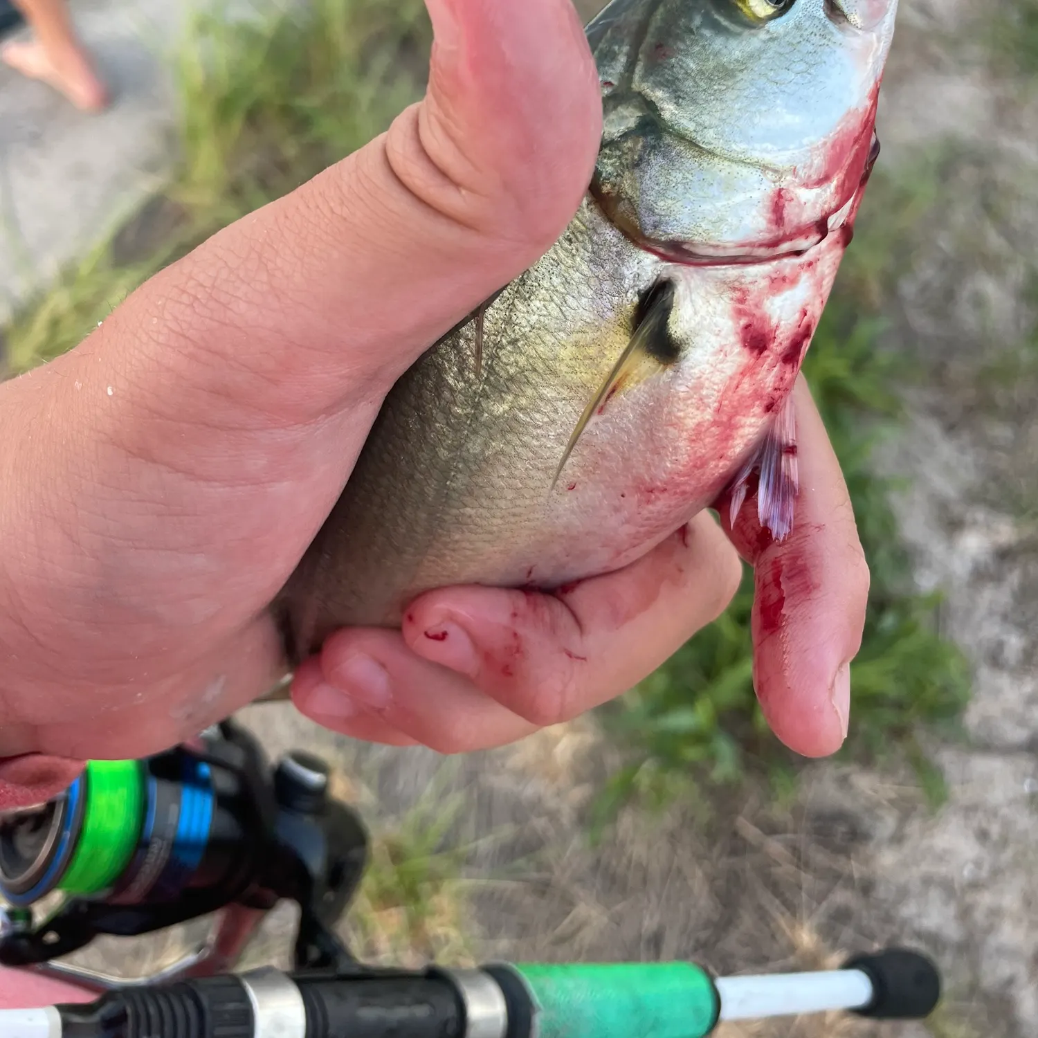 Bluefish caught on Fishbrain