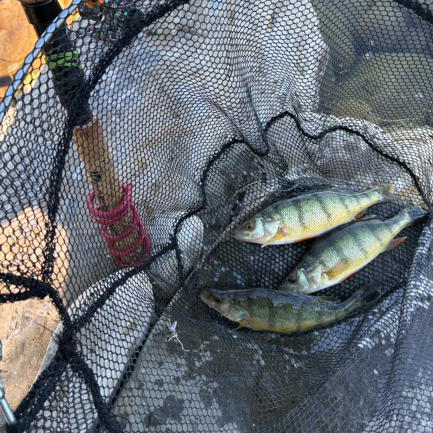 Yellow perch caught on Fishbrain