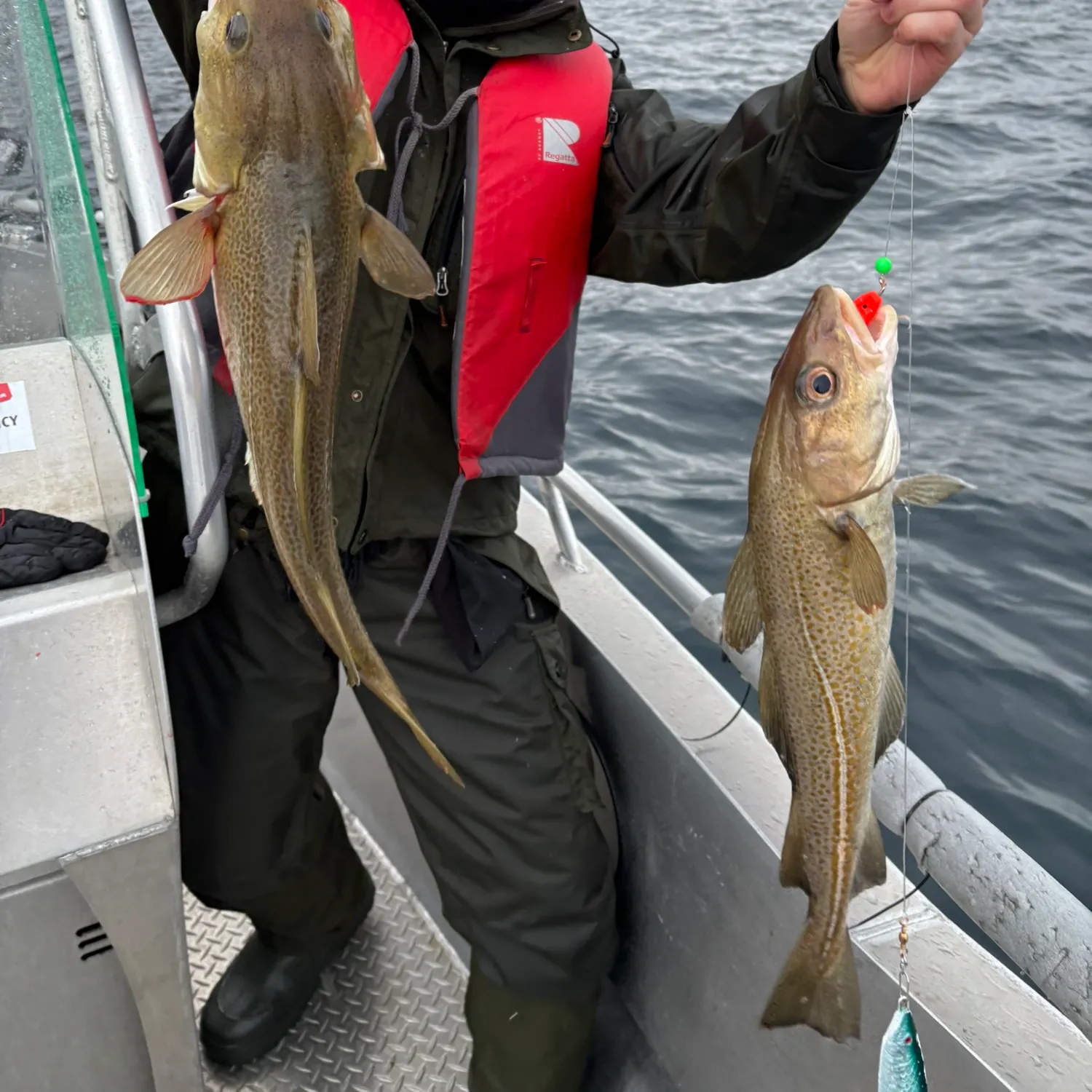 The most recent Atlantic cod catches on Fishbrain