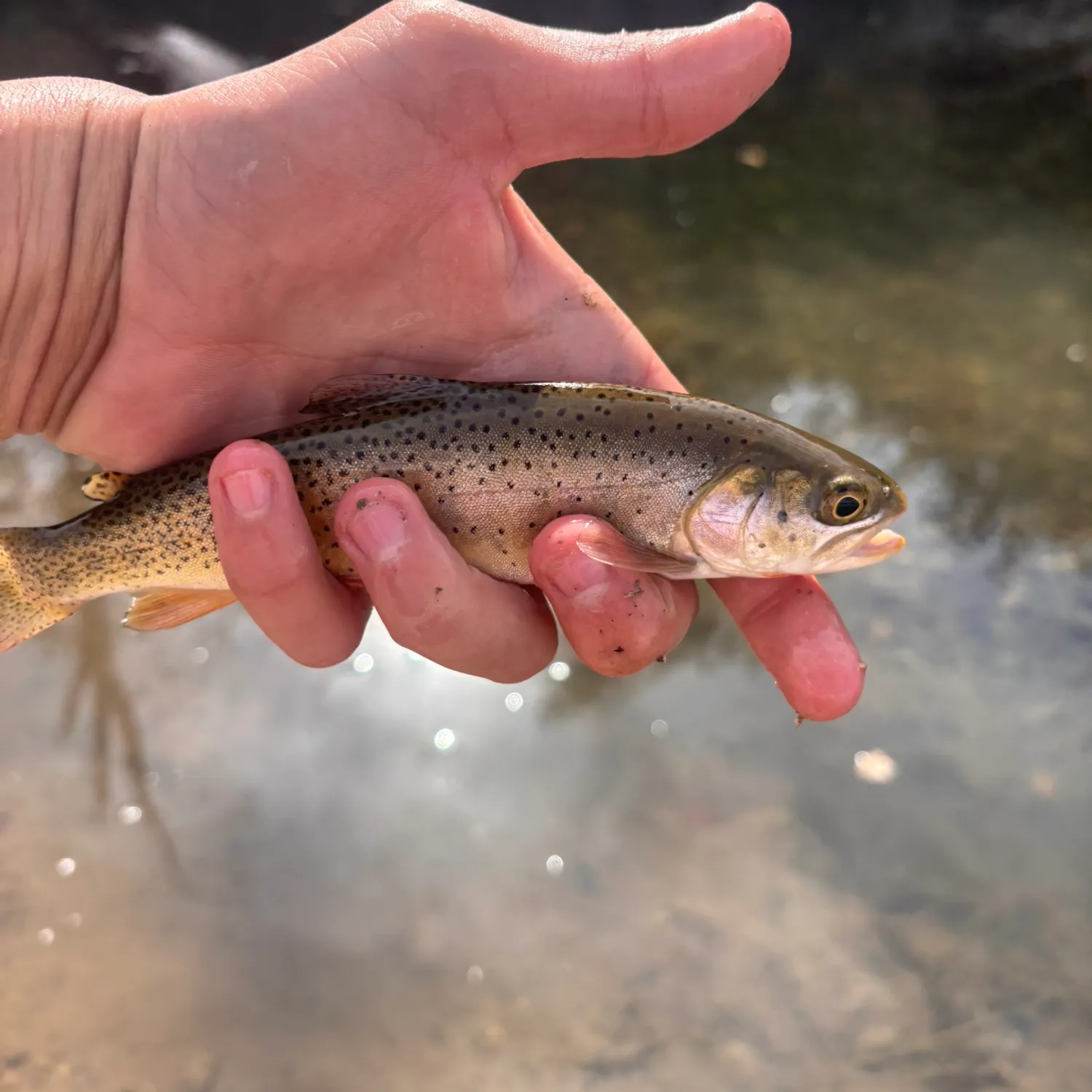 The most recent Yellowstone cutthroat trout catches on Fishbrain
