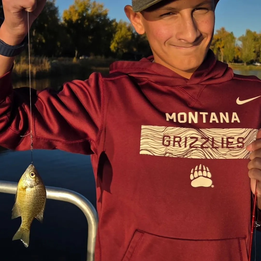 Bluegill caught on Fishbrain