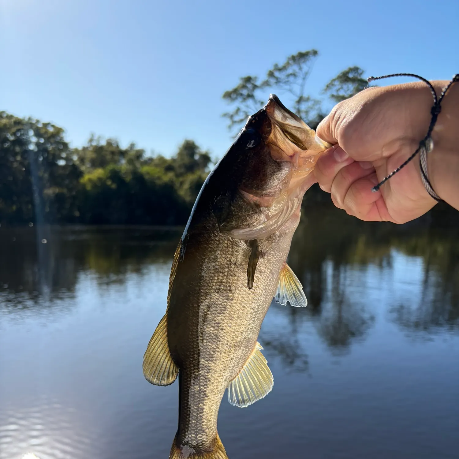 The most recent Florida bass catches on Fishbrain