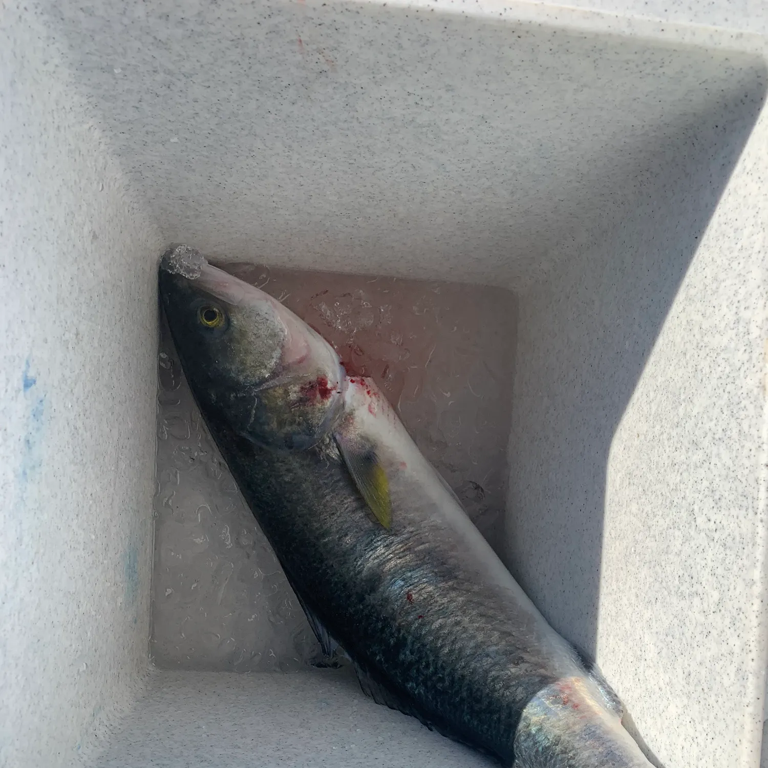 The most recent Western Australian salmon catches on Fishbrain