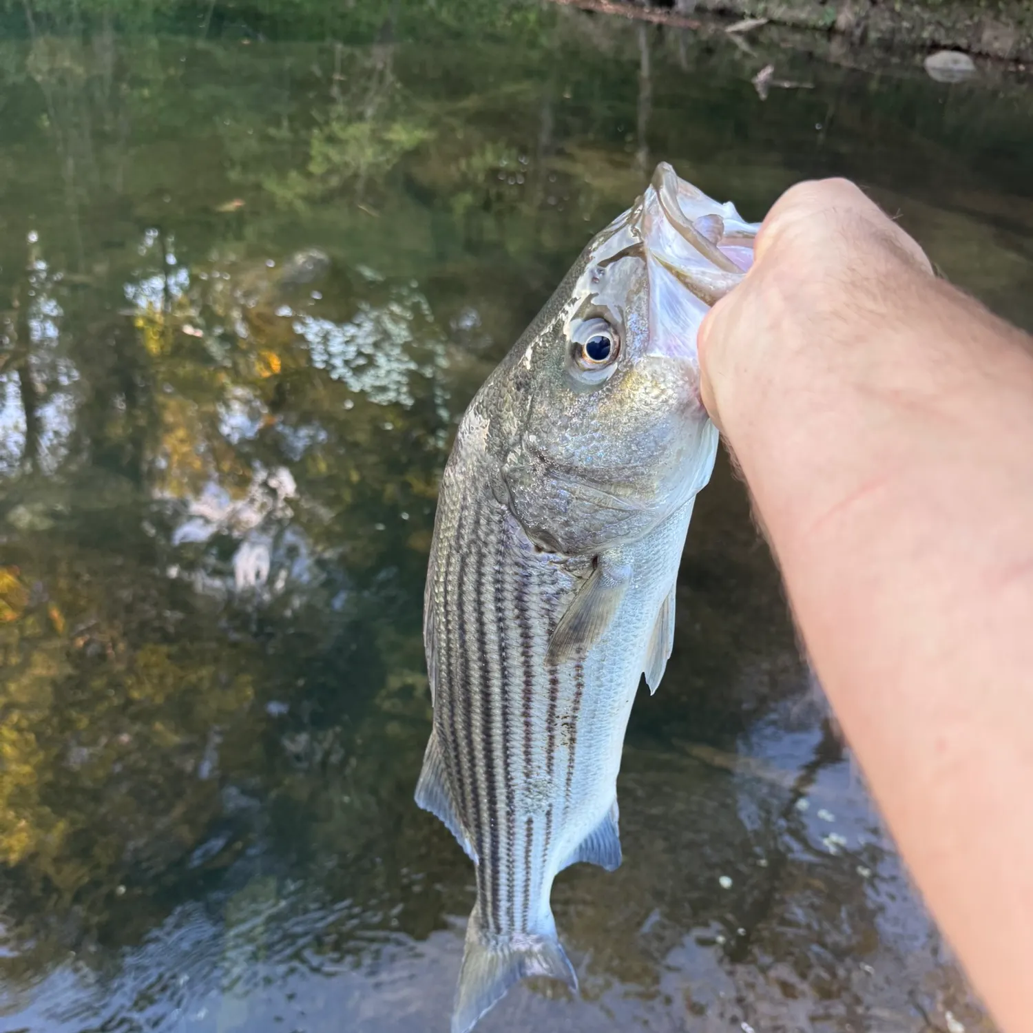 Striped bass caught on Fishbrain
