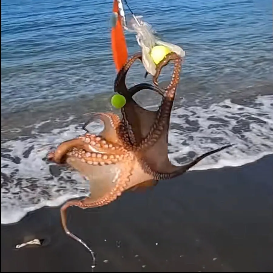 Common octopus caught on Fishbrain