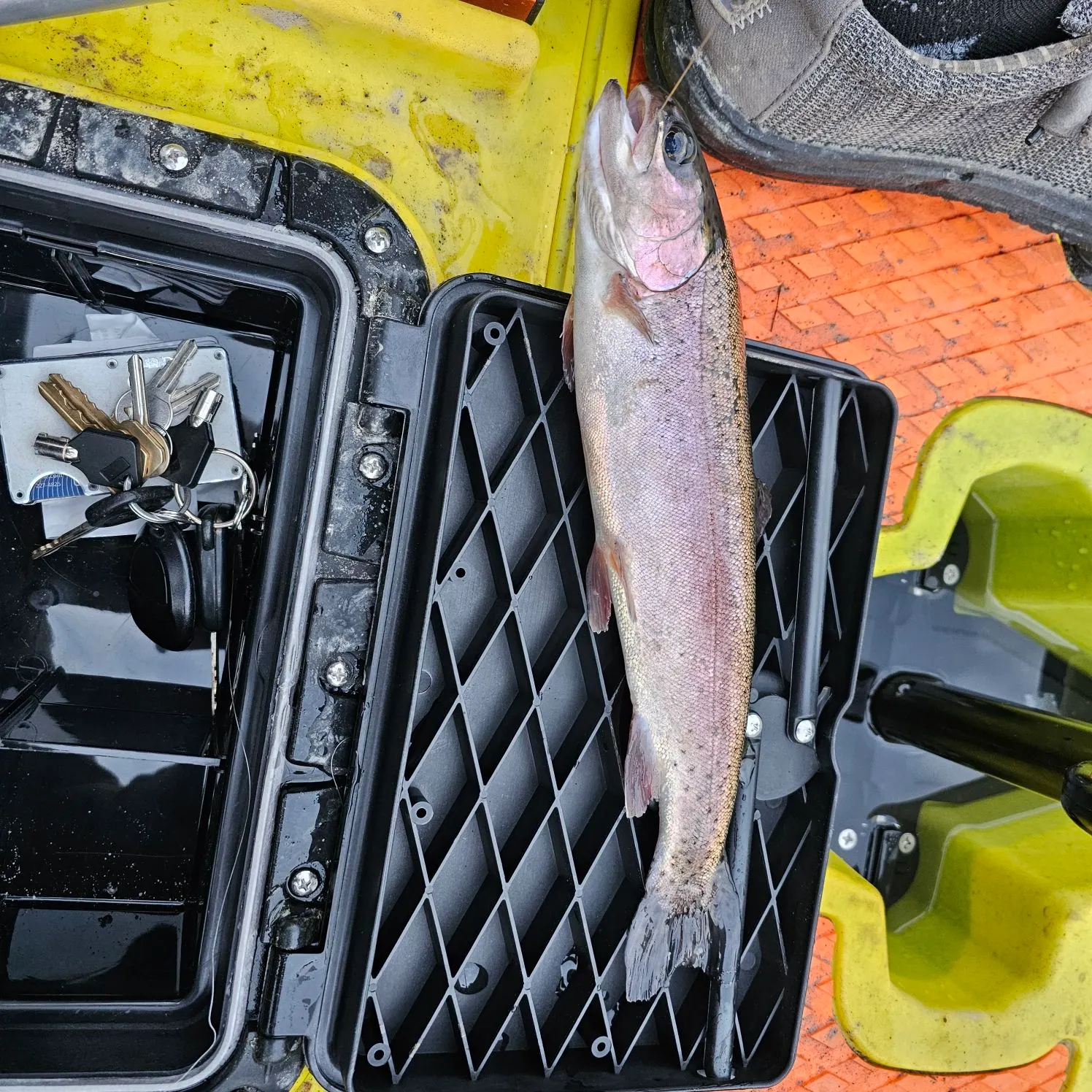 Rainbow trout caught on Fishbrain